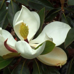 MAGNOLIA 2 ~ COPY OF MY PHOTO 8" x 10"